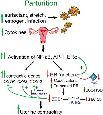 Multifactorial Regulation of Myometrial Contractility During Pregnancy and Parturition